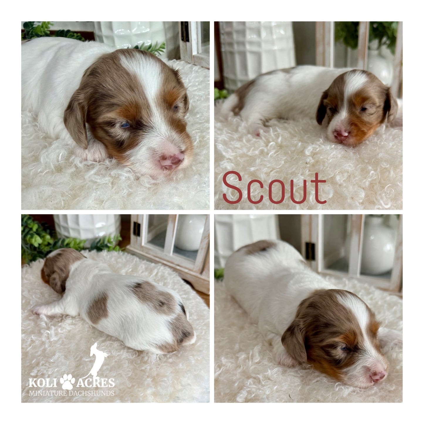 Scout - Bailey x Mack (2026) | Silky