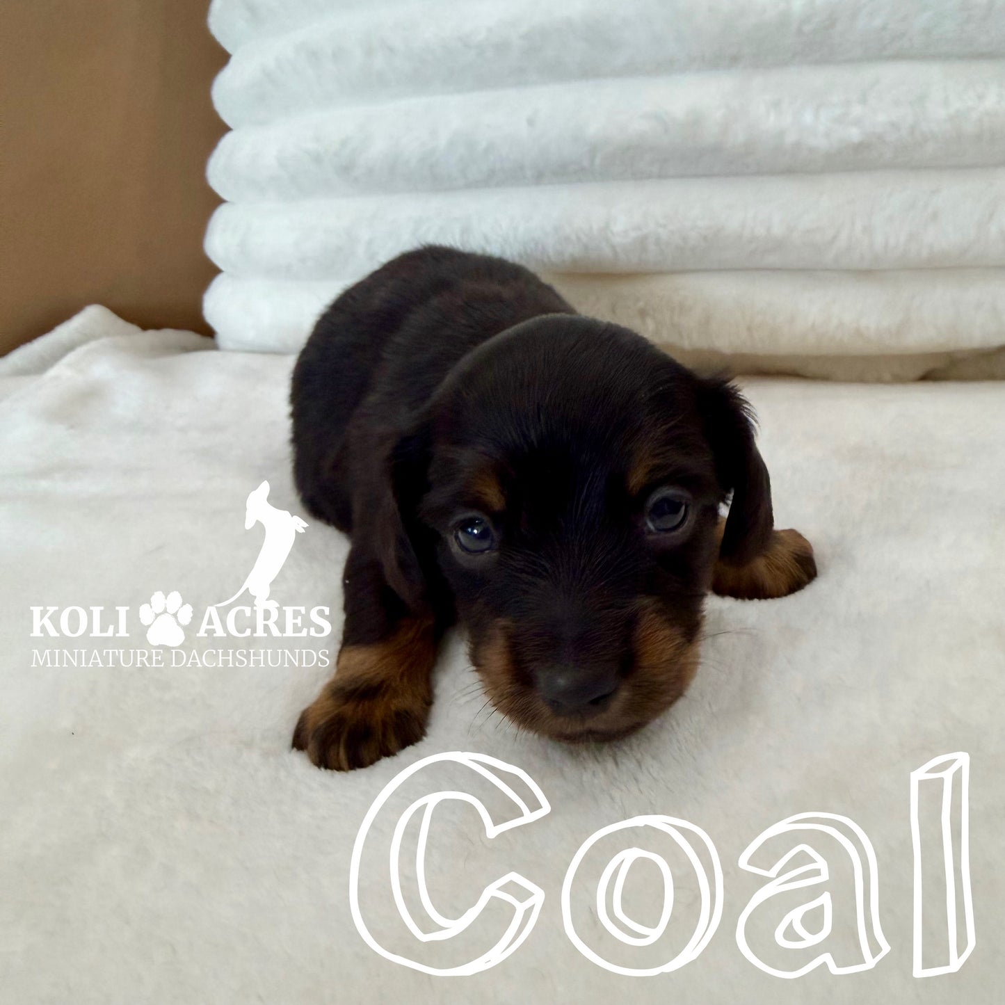 Coal - Kora x Mack (2025) | RESERVED