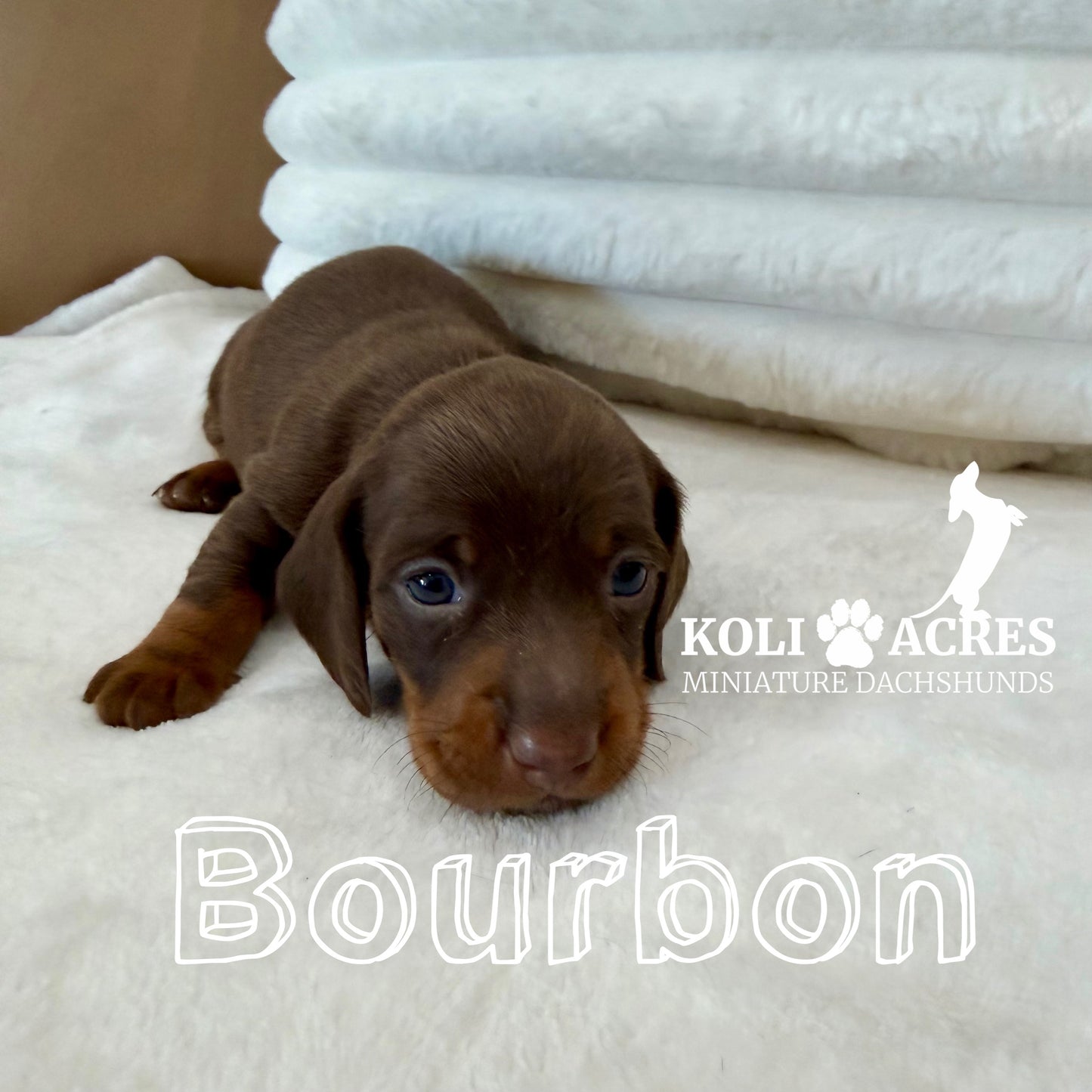 Bourbon - Kora x Mack (2025) | AVAILABLE