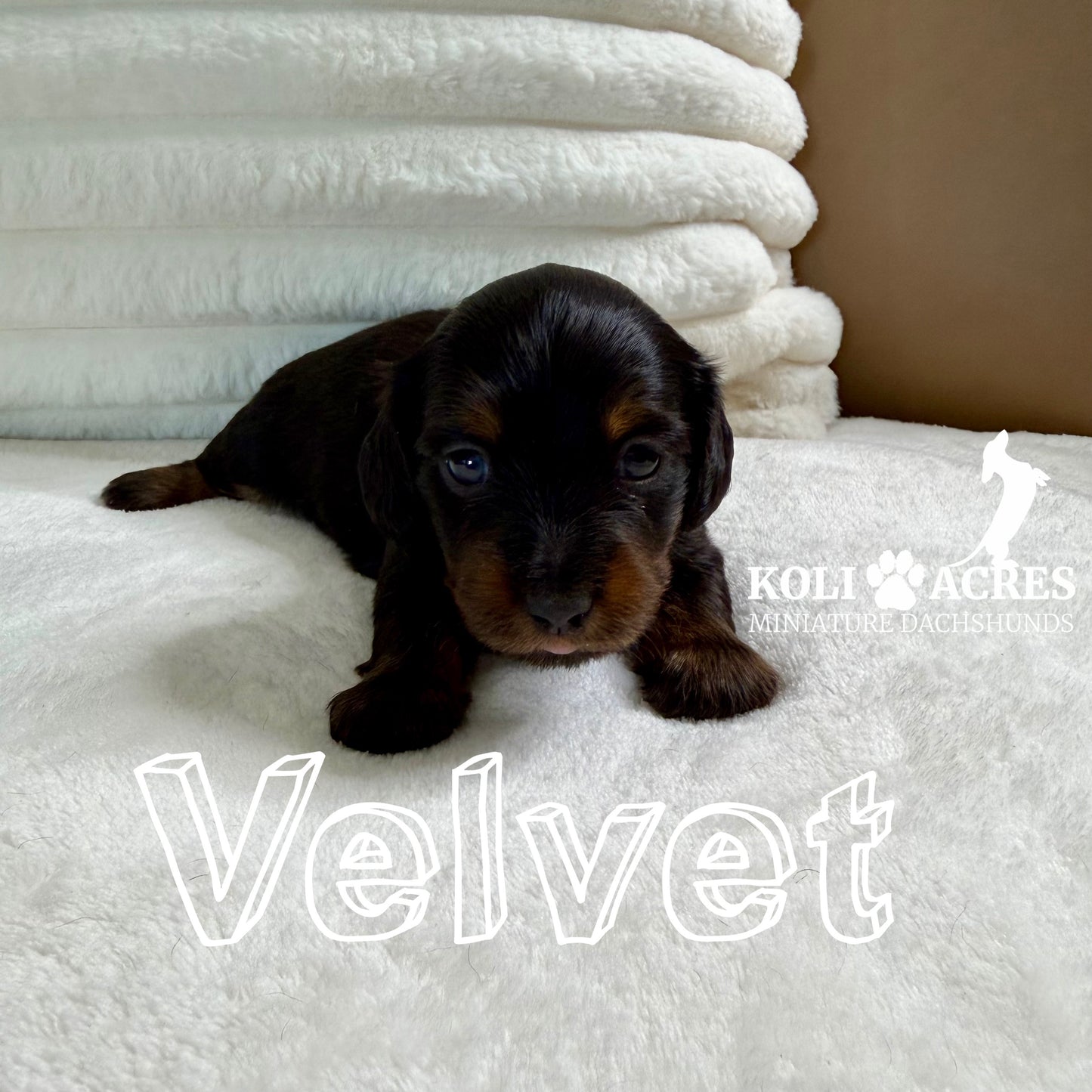Velvet - Kora x Mack (2025) | RESERVED