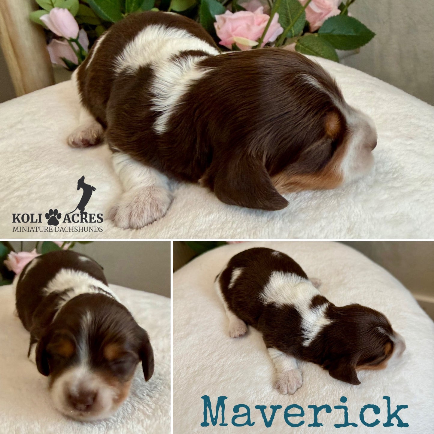 Maverick - Alora x Mack (2026) | Longhair