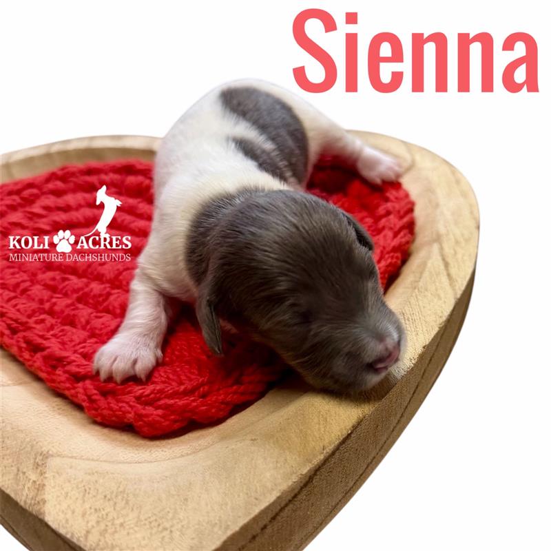 Sienna - Riley x Tucker (2026) | Longhair
