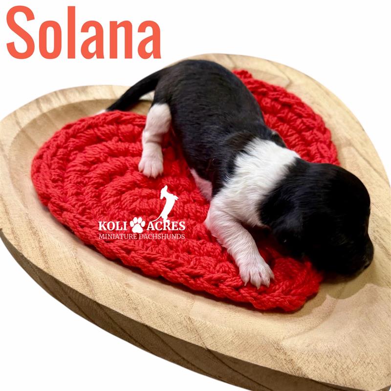 Solana - Riley x Tucker (2026) | Longhair