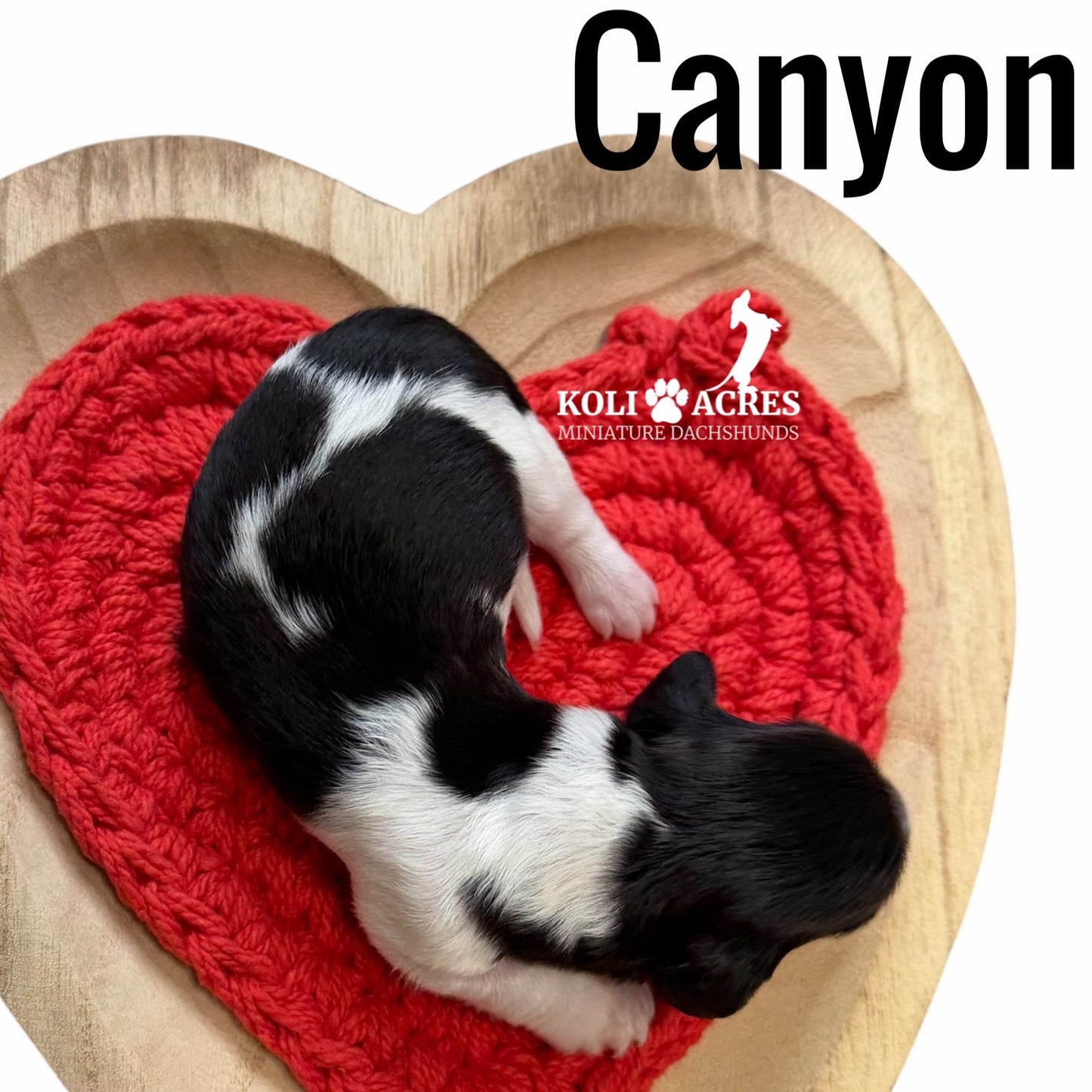Canyon - Riley x Tucker (2026) | Longhair