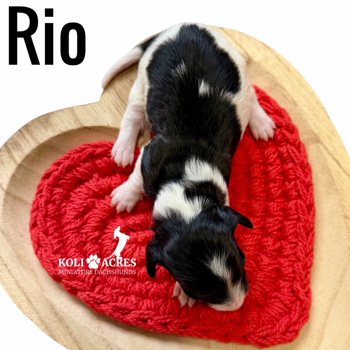 Rio - Riley x Tucker (2026) | Longhair