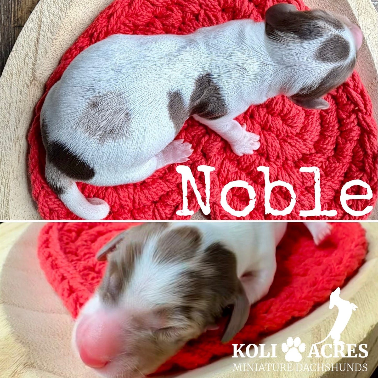 Noble - Ember x Mack (2026) | Longhair