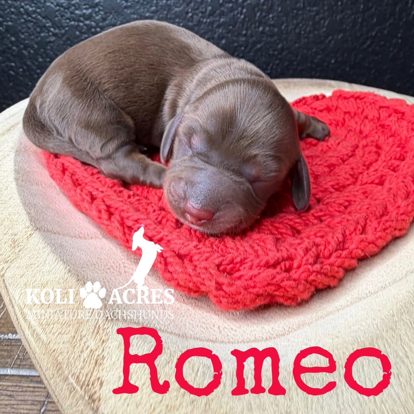 Romeo - Ember x Mack (2026) | Wirehair