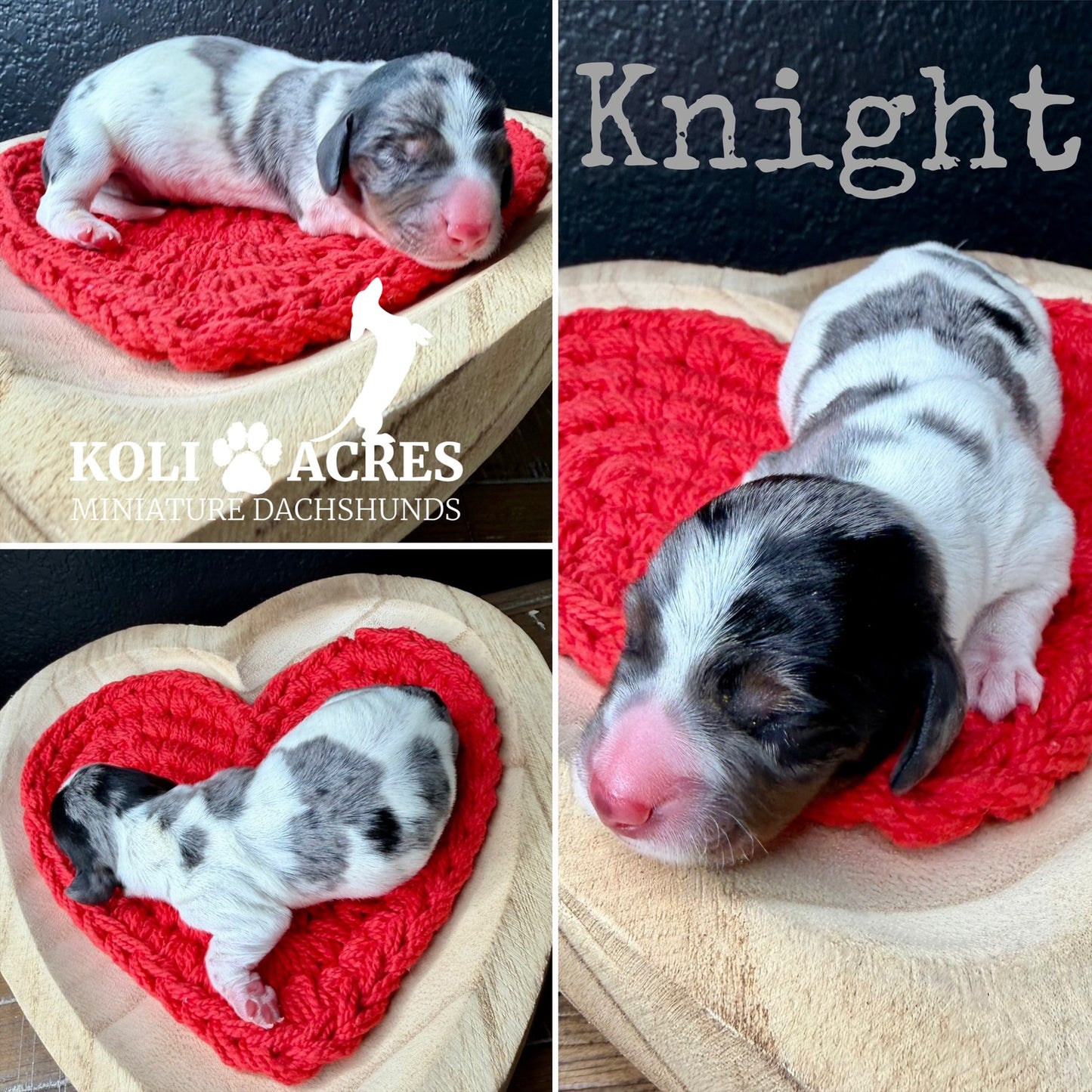 Knight - Ember x Mack (2026) | Wirehair