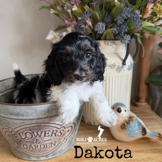 Dakota - Alora x Mack (2026) | Silky