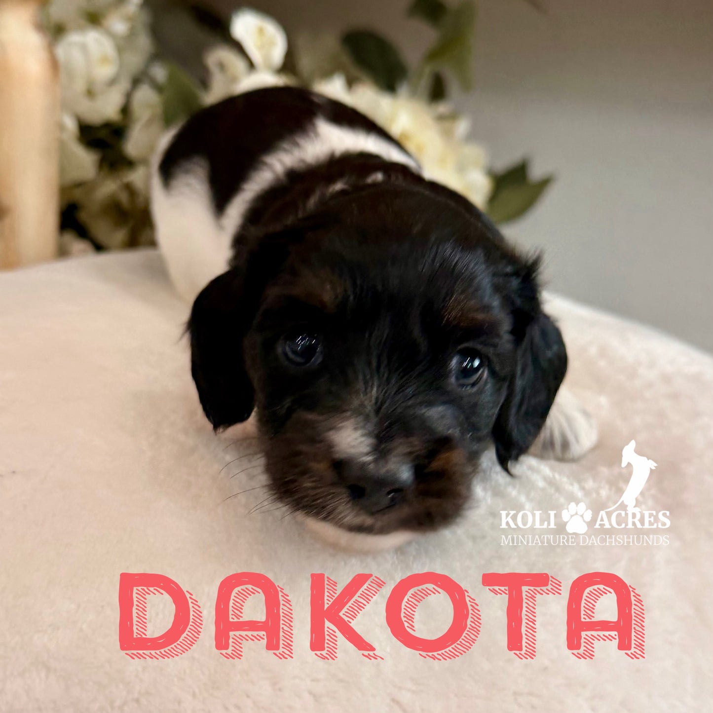 Dakota - Alora x Mack (2026) | Silky