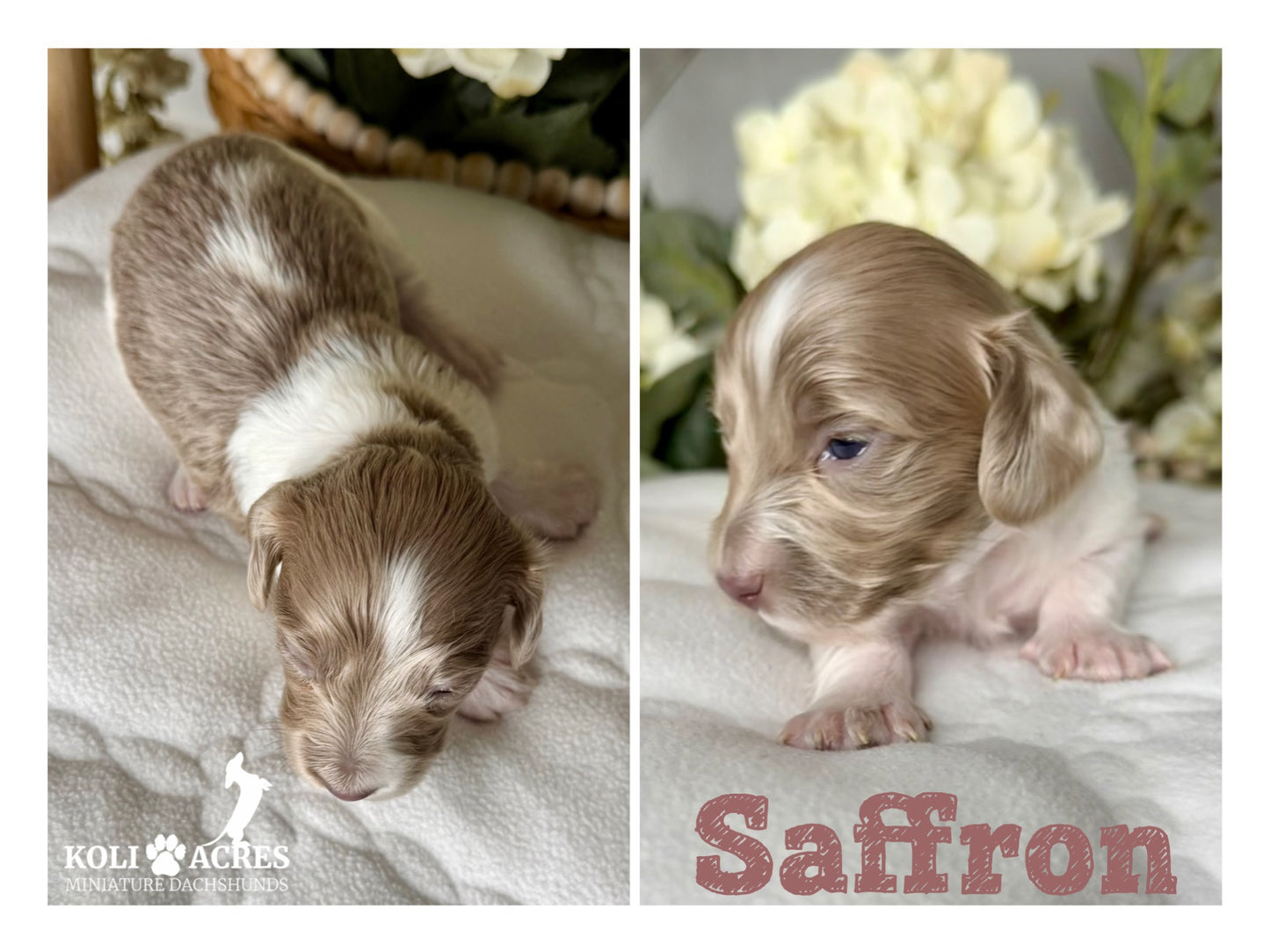 Saffron - Riley x Tucker (2026) | Longhair