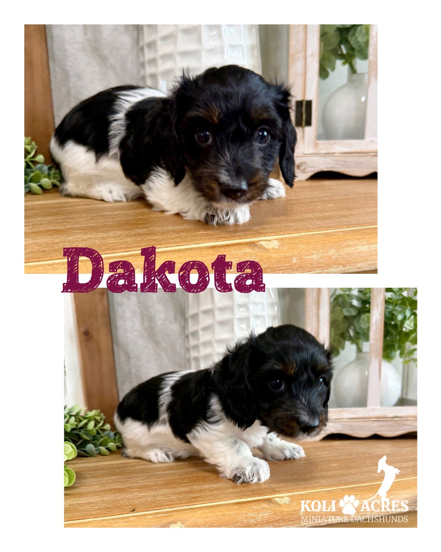 Dakota - Alora x Mack (2026) | Silky