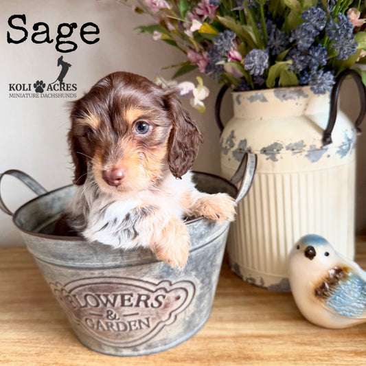 Sage - Alora x Mack (2026) | Silky