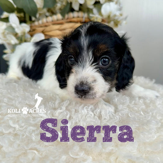 Sierra - Alora x Mack (2026) | Silky