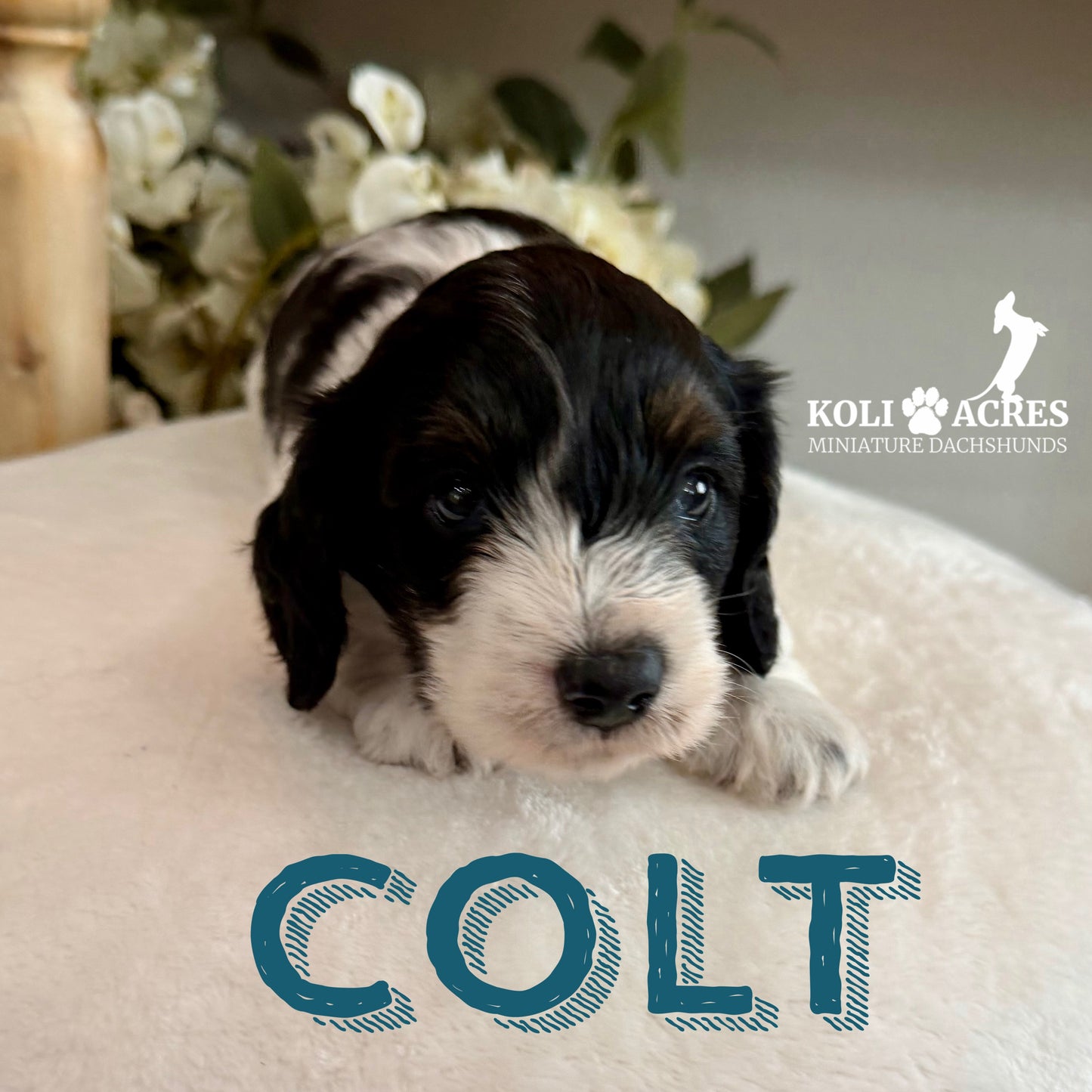 Colt - Alora x Mack (2026) | Silky