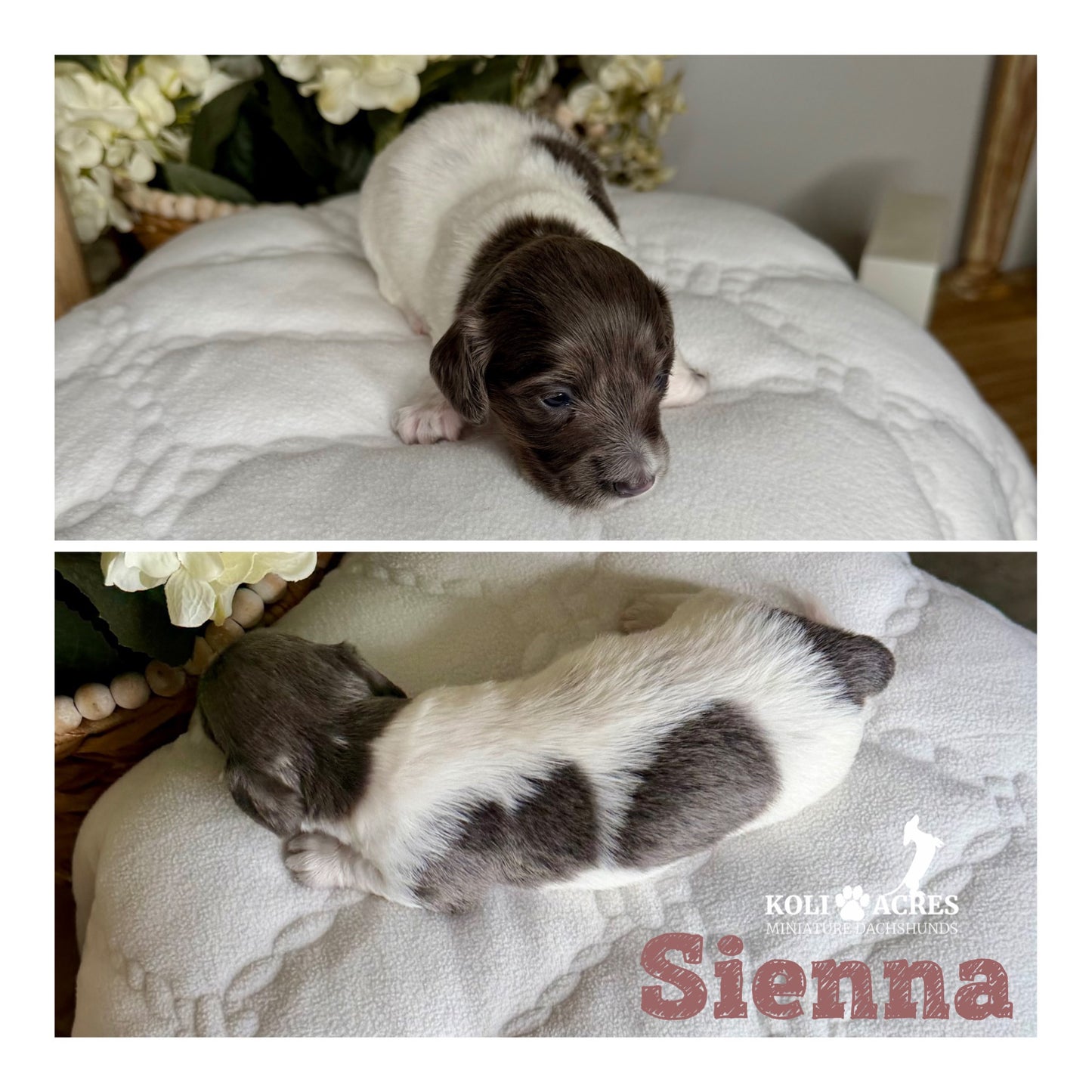Sienna - Riley x Tucker (2026) | Longhair
