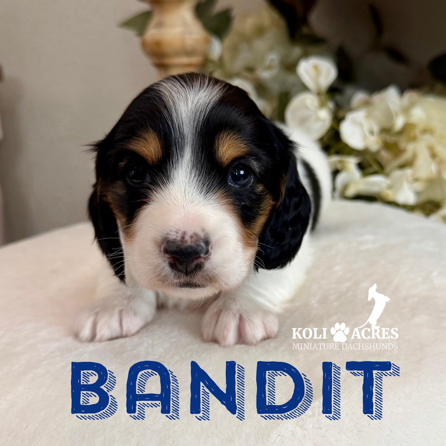 Bandit - Alora x Mack (2026) | Longhair