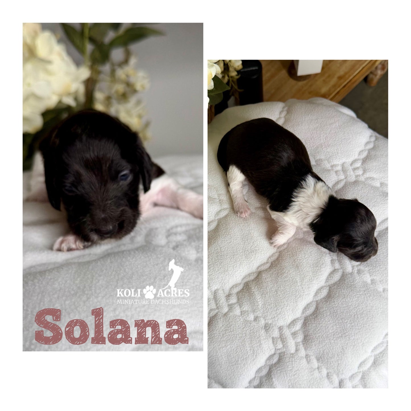 Solana - Riley x Tucker (2026) | Longhair