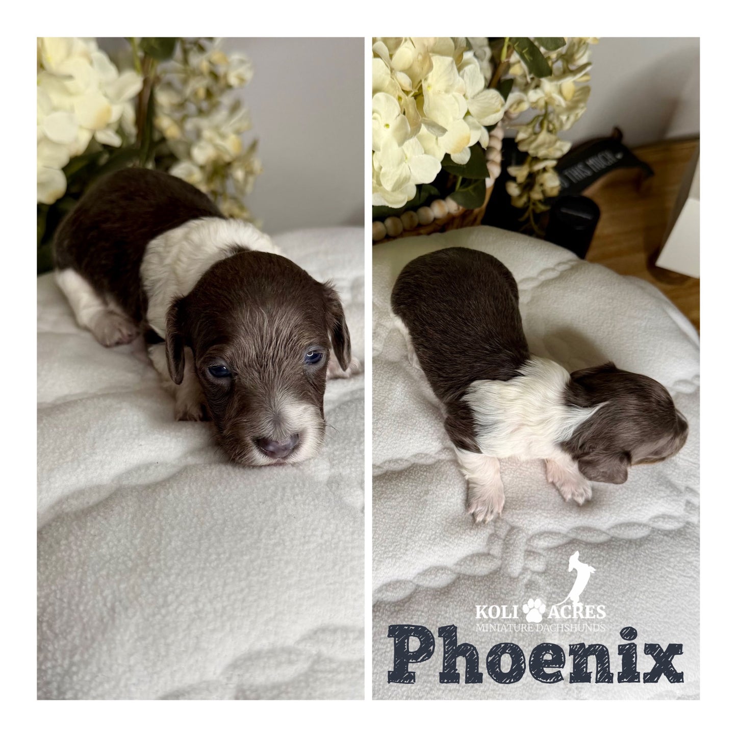 Phoenix - Riley x Tucker (2026) | Longhair