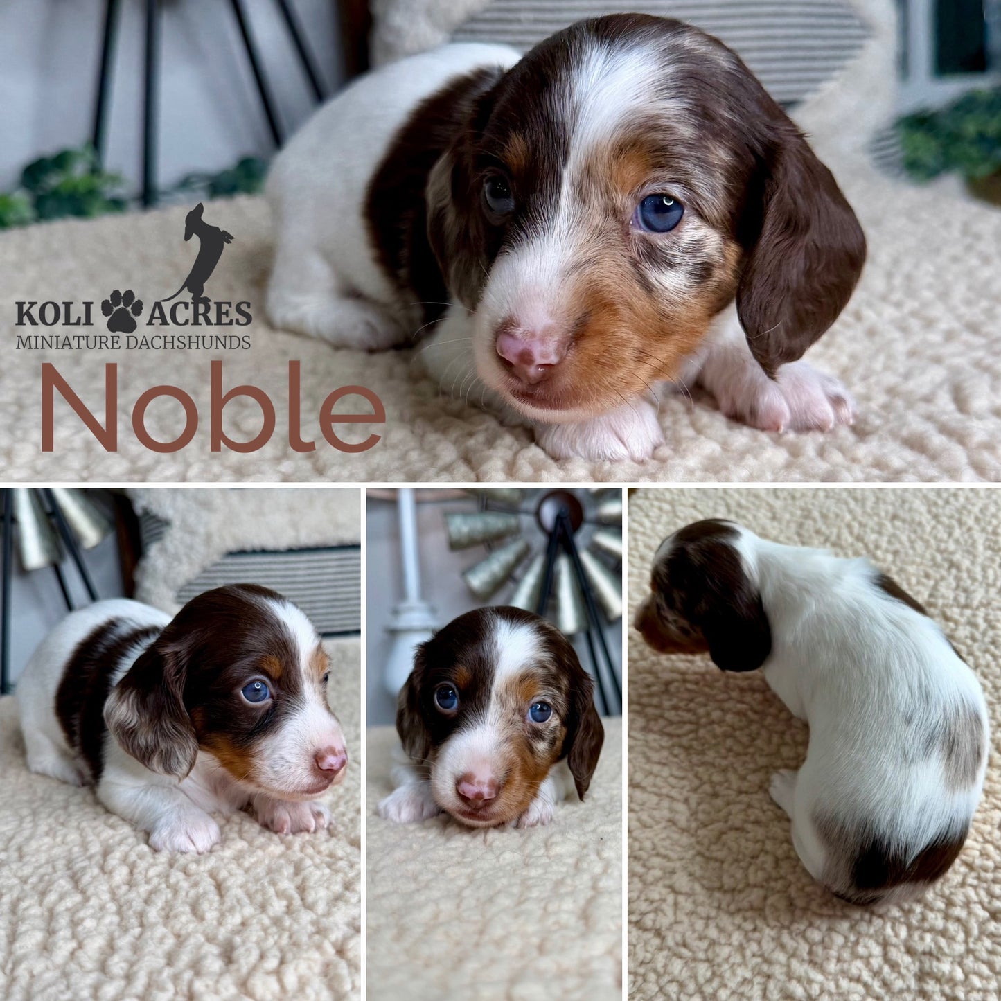 Noble - Ember x Mack (2026) | Longhair
