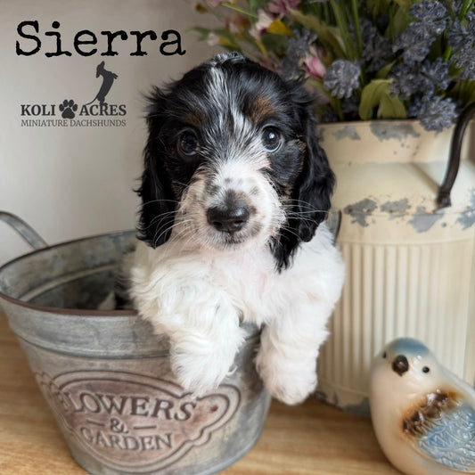 Sierra - Alora x Mack (2026) | Silky