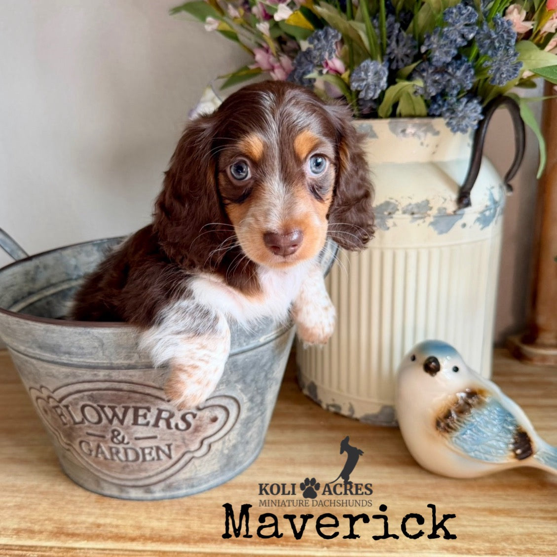 Maverick - Alora x Mack (2026) | Longhair