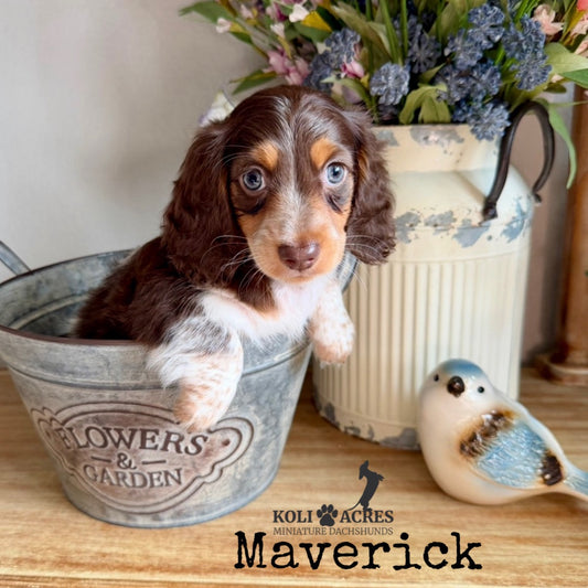 Maverick - Alora x Mack (2026) | Longhair