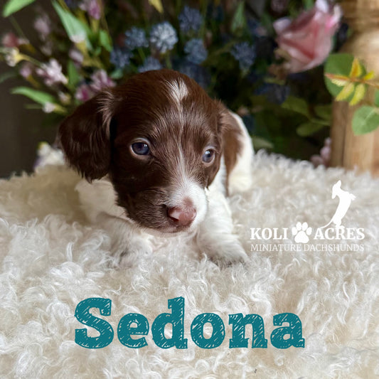 Sedona - Riley x Tucker (2026) | Longhair