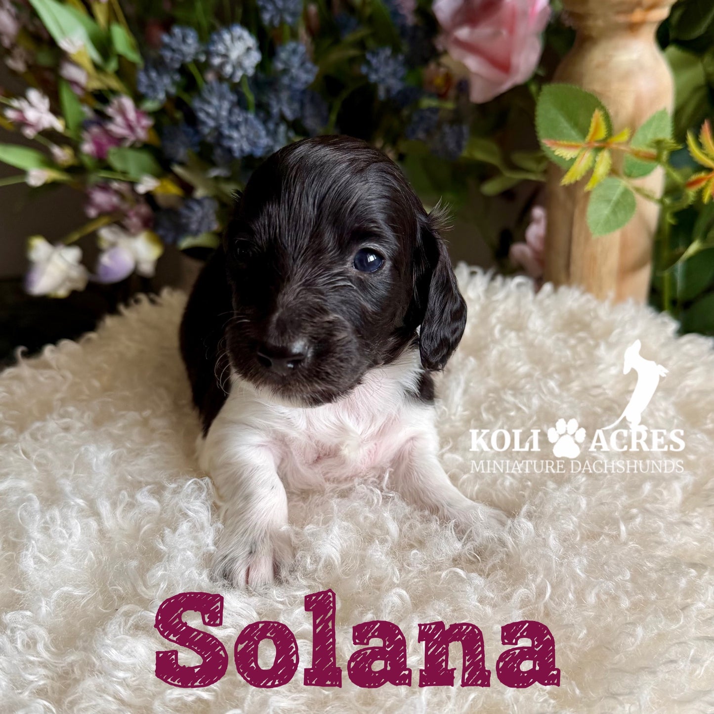 Solana - Riley x Tucker (2026) | Longhair
