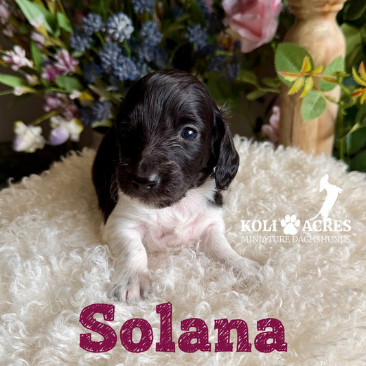 Solana - Riley x Tucker (2026) | Longhair