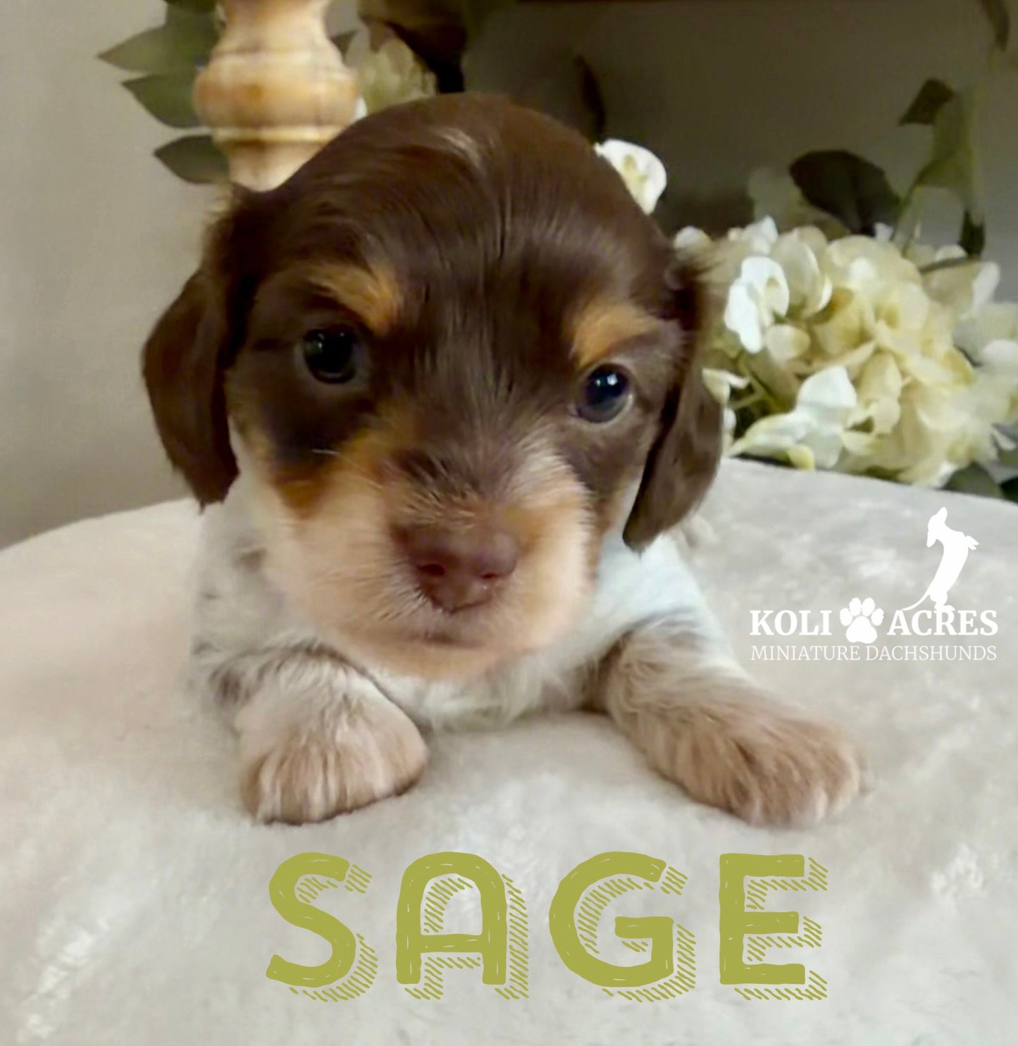 Sage - Alora x Mack (2026) | Silky
