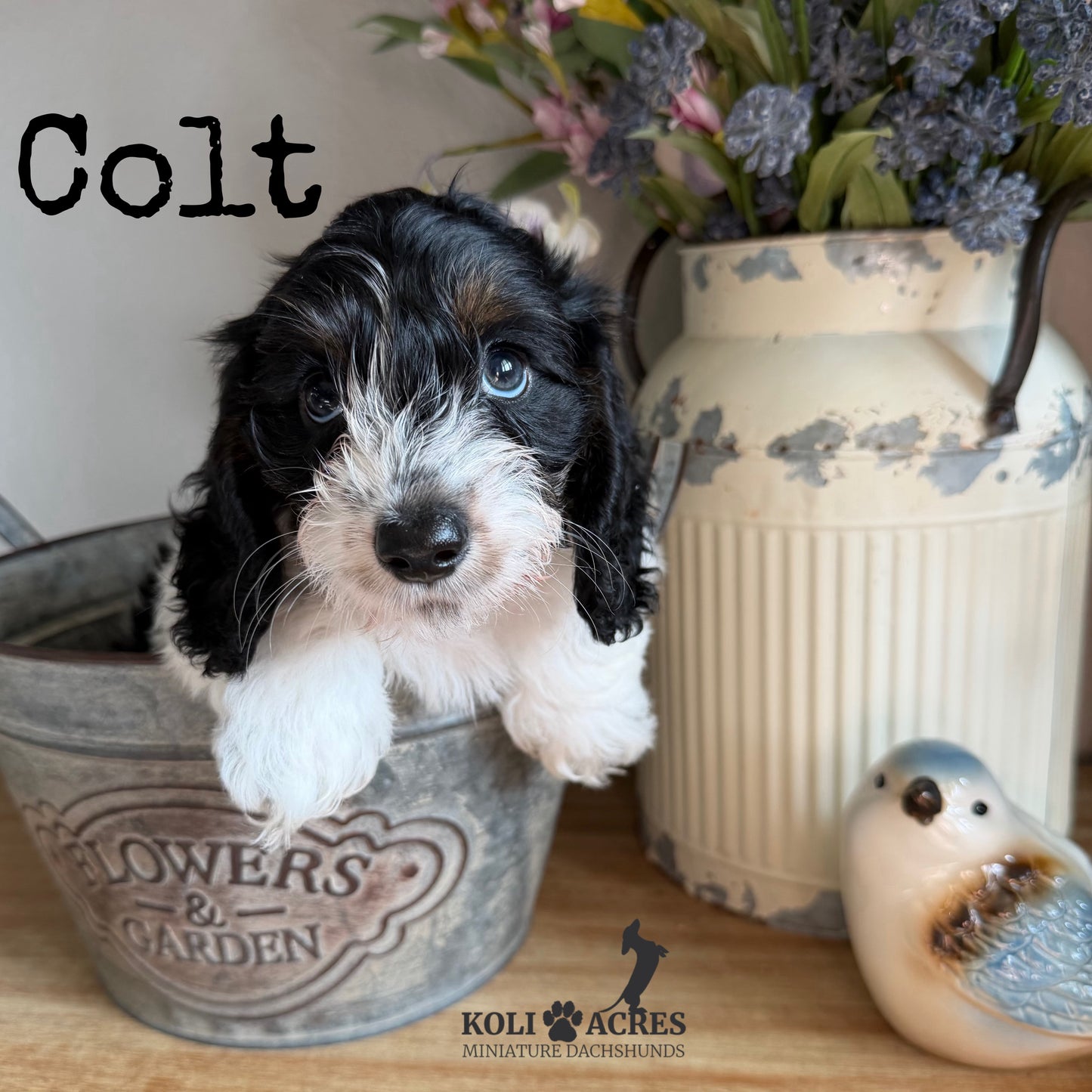 Colt - Alora x Mack (2026) | Silky