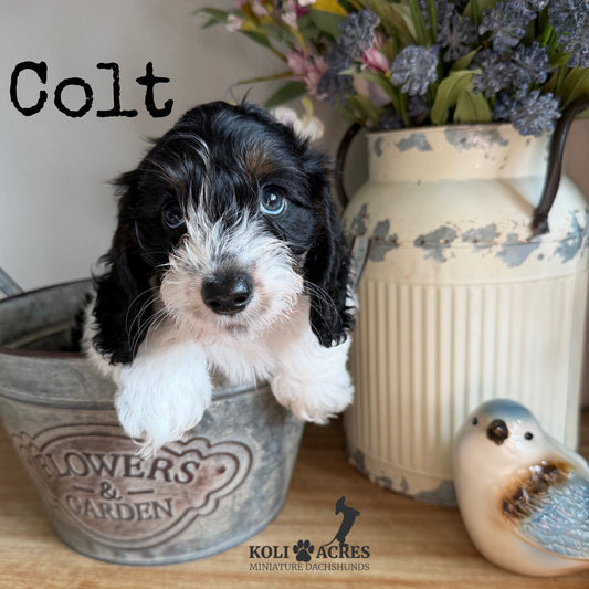 Colt - Alora x Mack (2026) | Silky