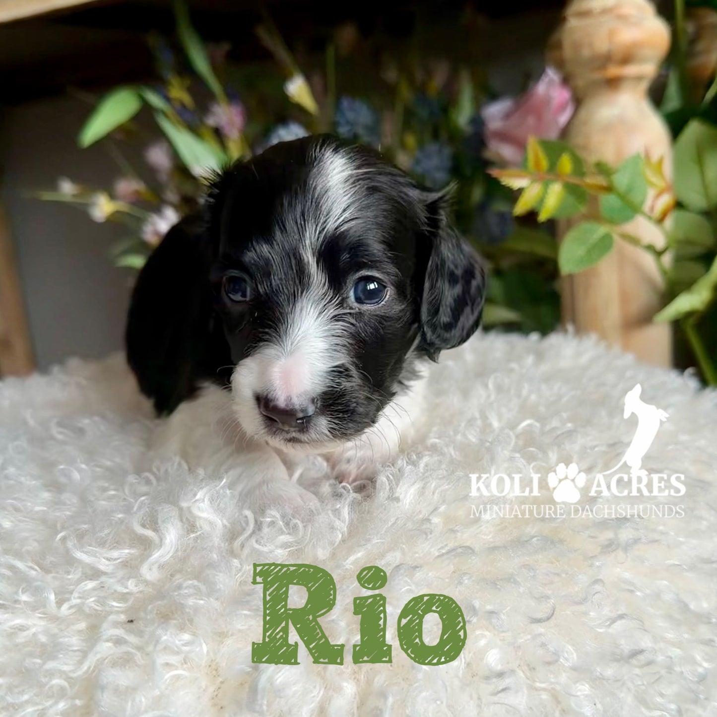 Rio - Riley x Tucker (2026) | Longhair