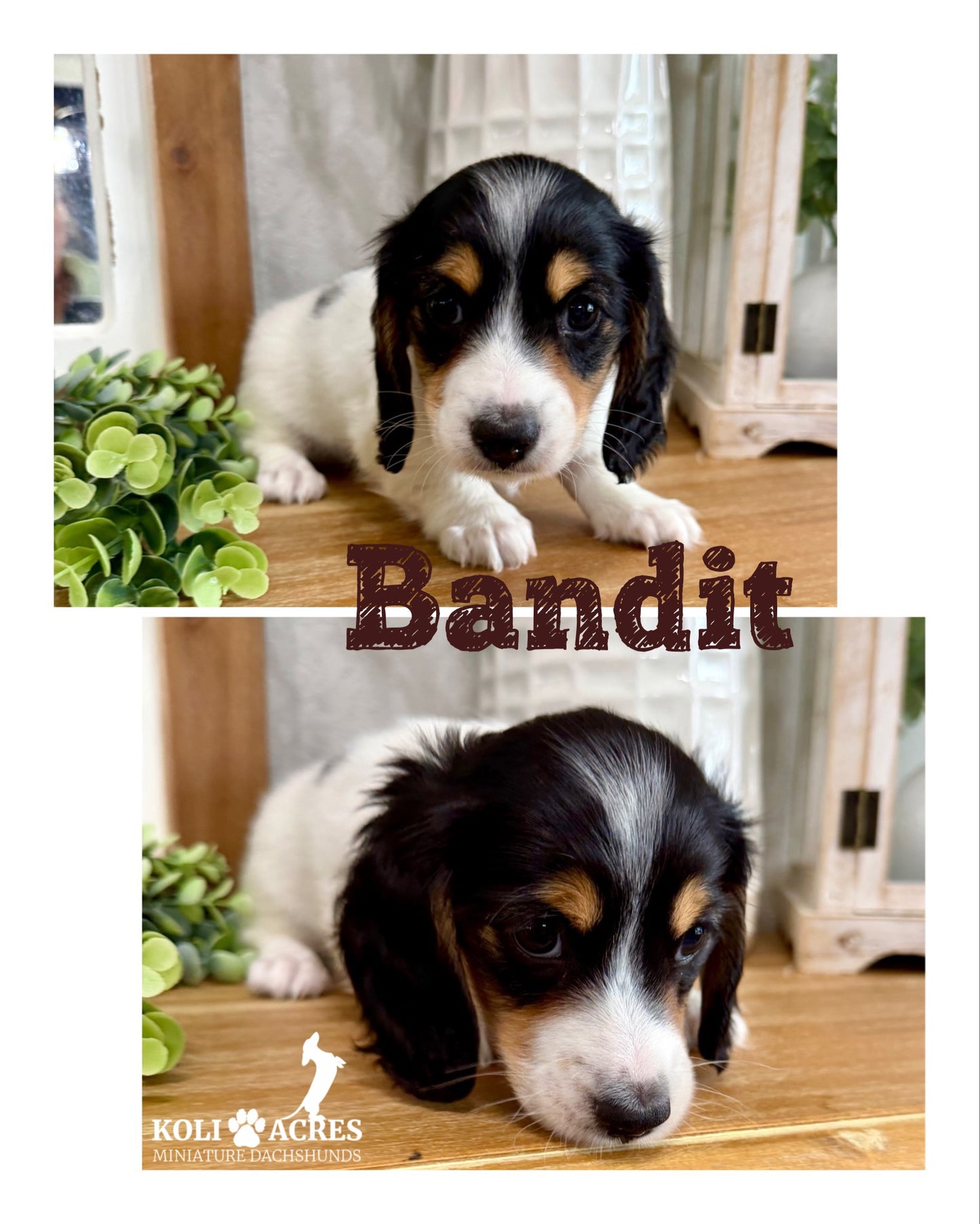 Bandit - Alora x Mack (2026) | Longhair