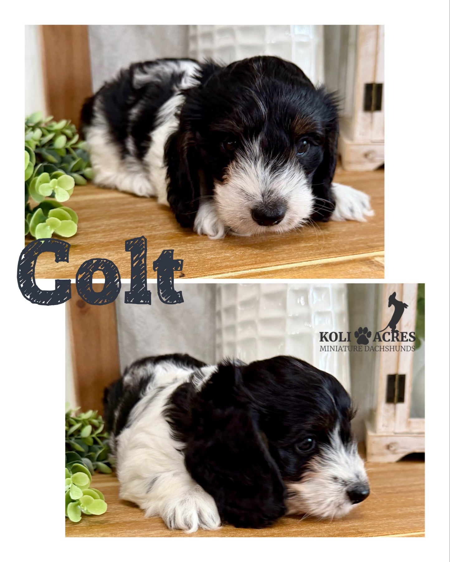 Colt - Alora x Mack (2026) | Silky