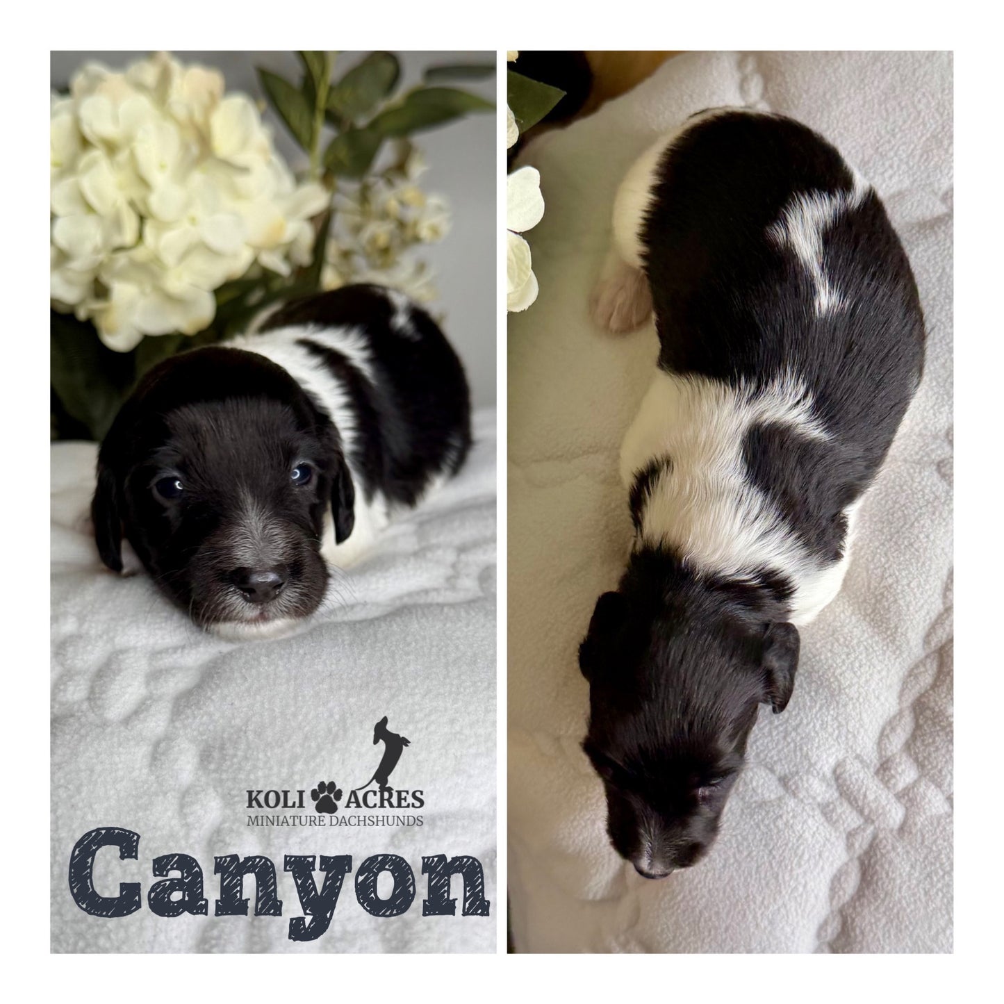 Canyon - Riley x Tucker (2026) | Longhair