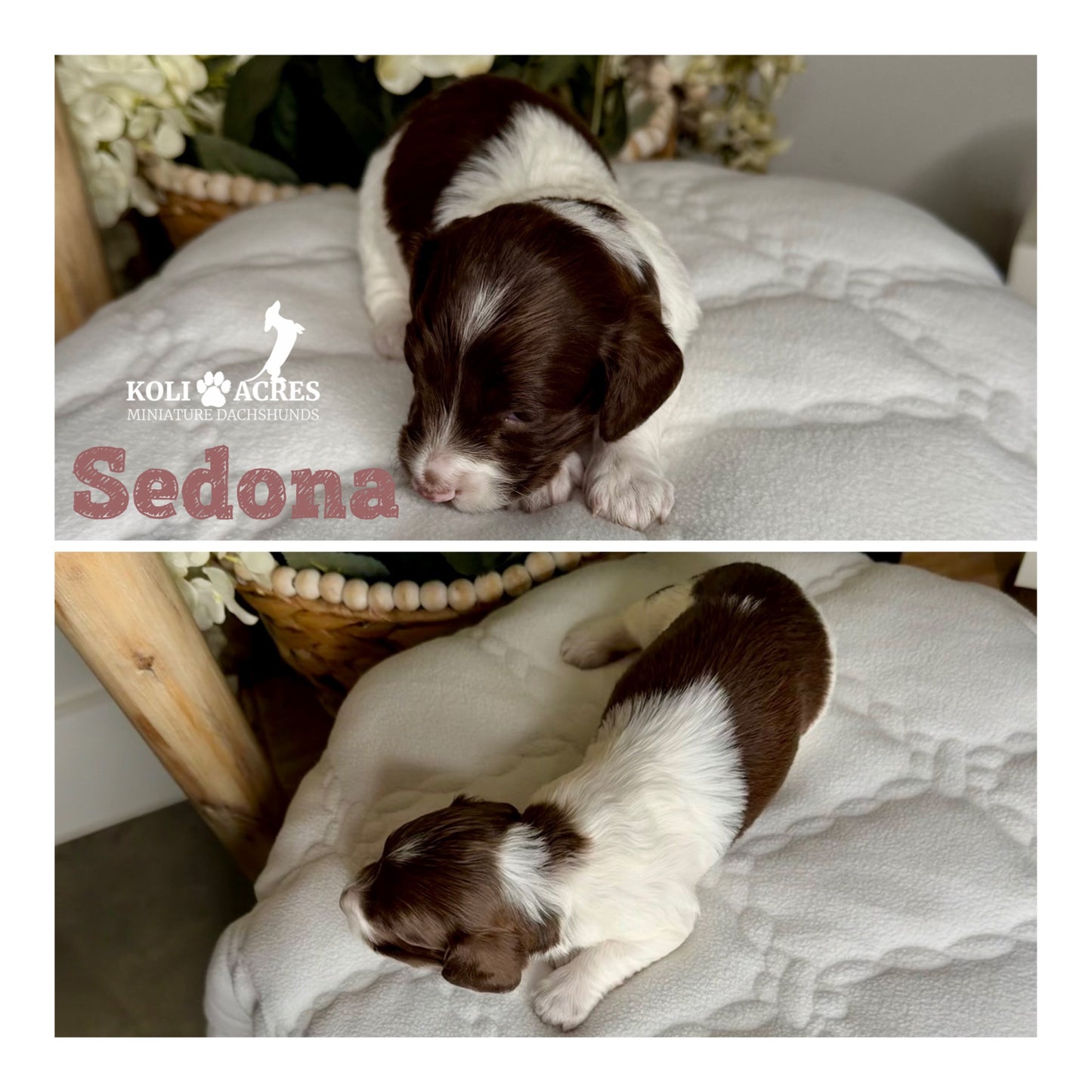 Sedona - Riley x Tucker (2026) | Longhair