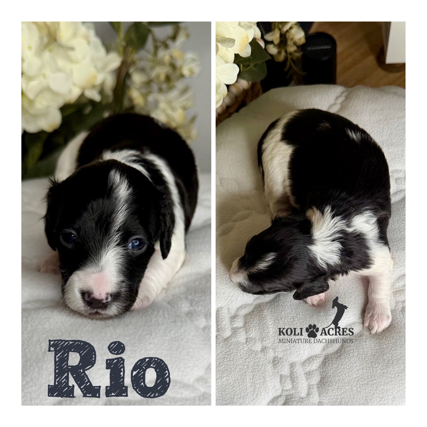 Rio - Riley x Tucker (2026) | Longhair