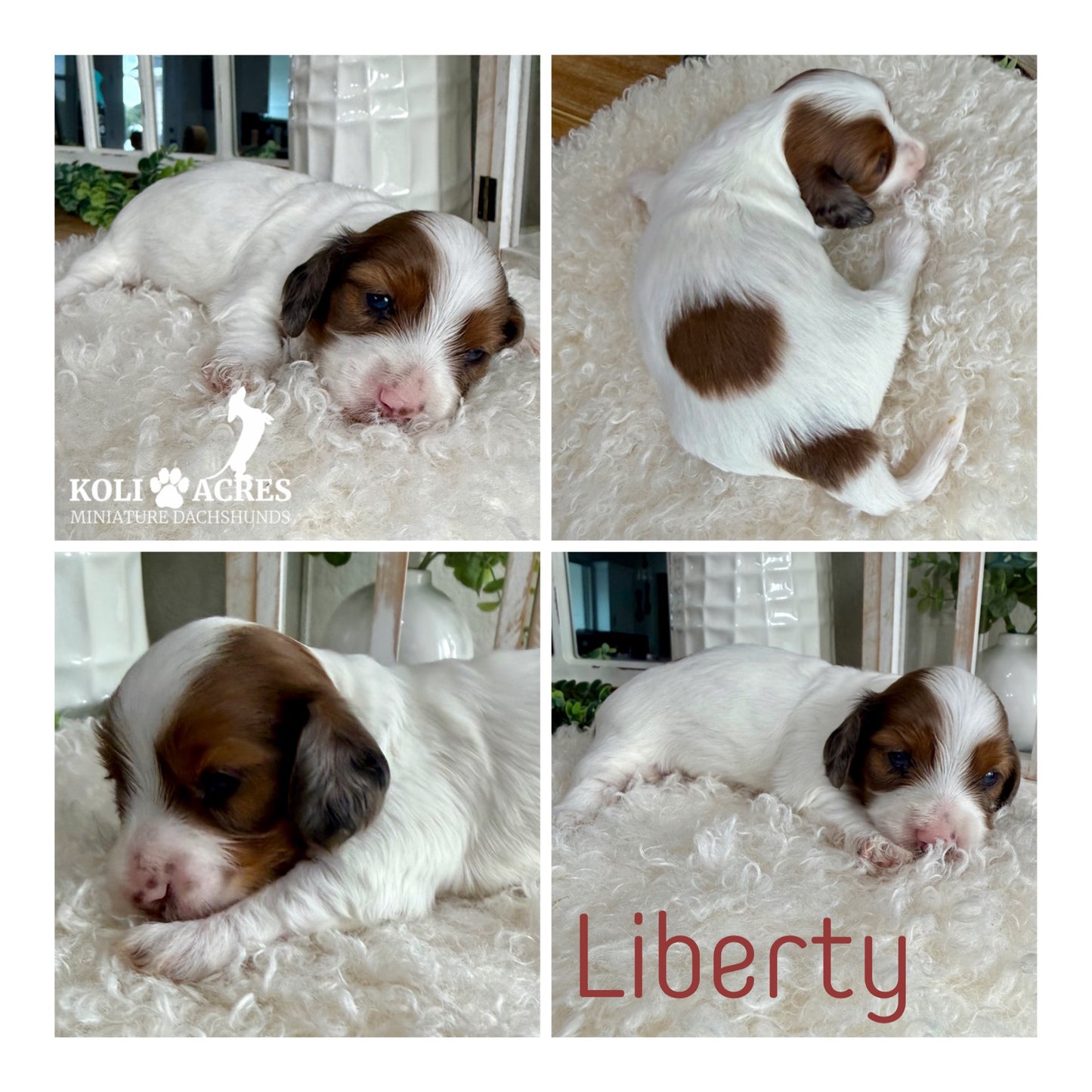 Liberty - Bailey x Mack (2026) | Silky