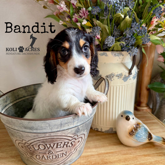 Bandit - Alora x Mack (2026) | Longhair