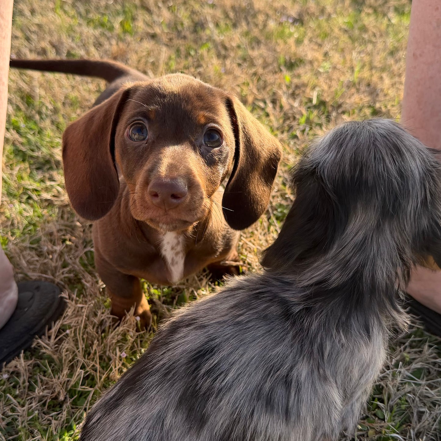 Bourbon - Kora x Mack (2025) | AVAILABLE