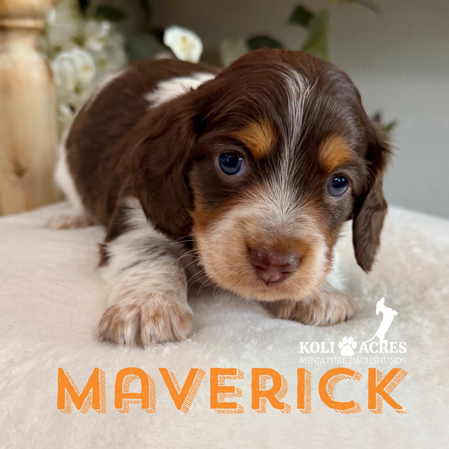 Maverick - Alora x Mack (2026) | Longhair