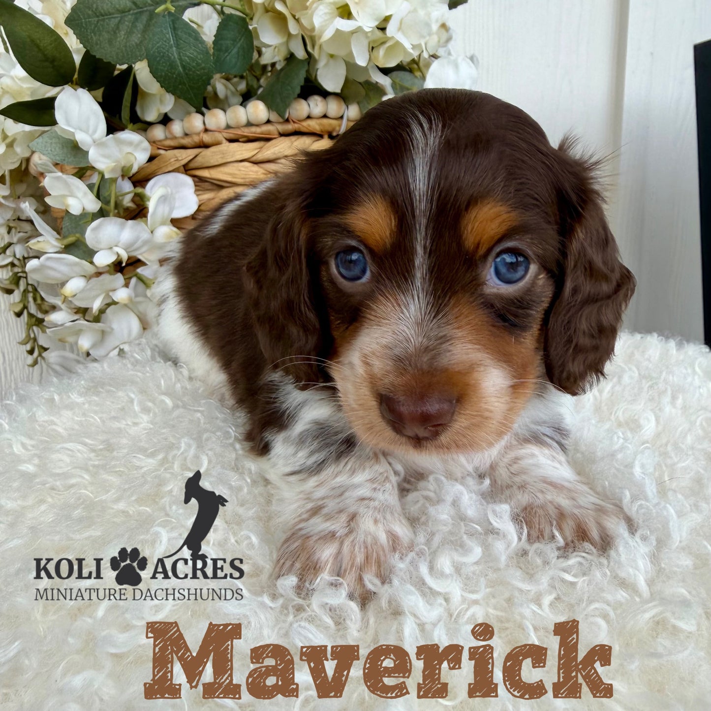 Maverick - Alora x Mack (2026) | Longhair