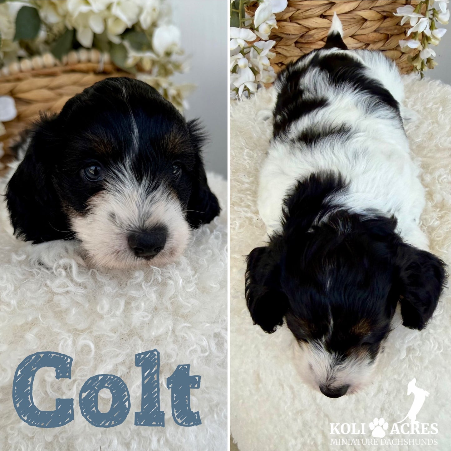 Colt - Alora x Mack (2026) | Silky