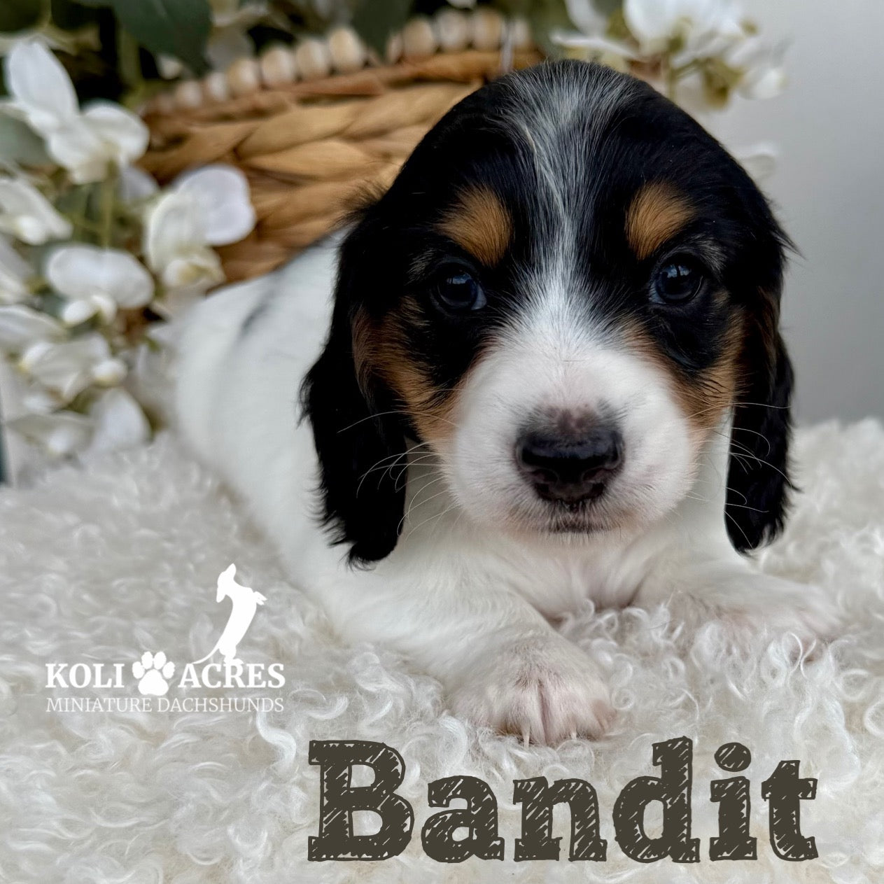 Bandit - Alora x Mack (2026) | Longhair