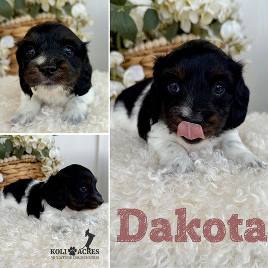 Dakota - Alora x Mack (2026) | Silky