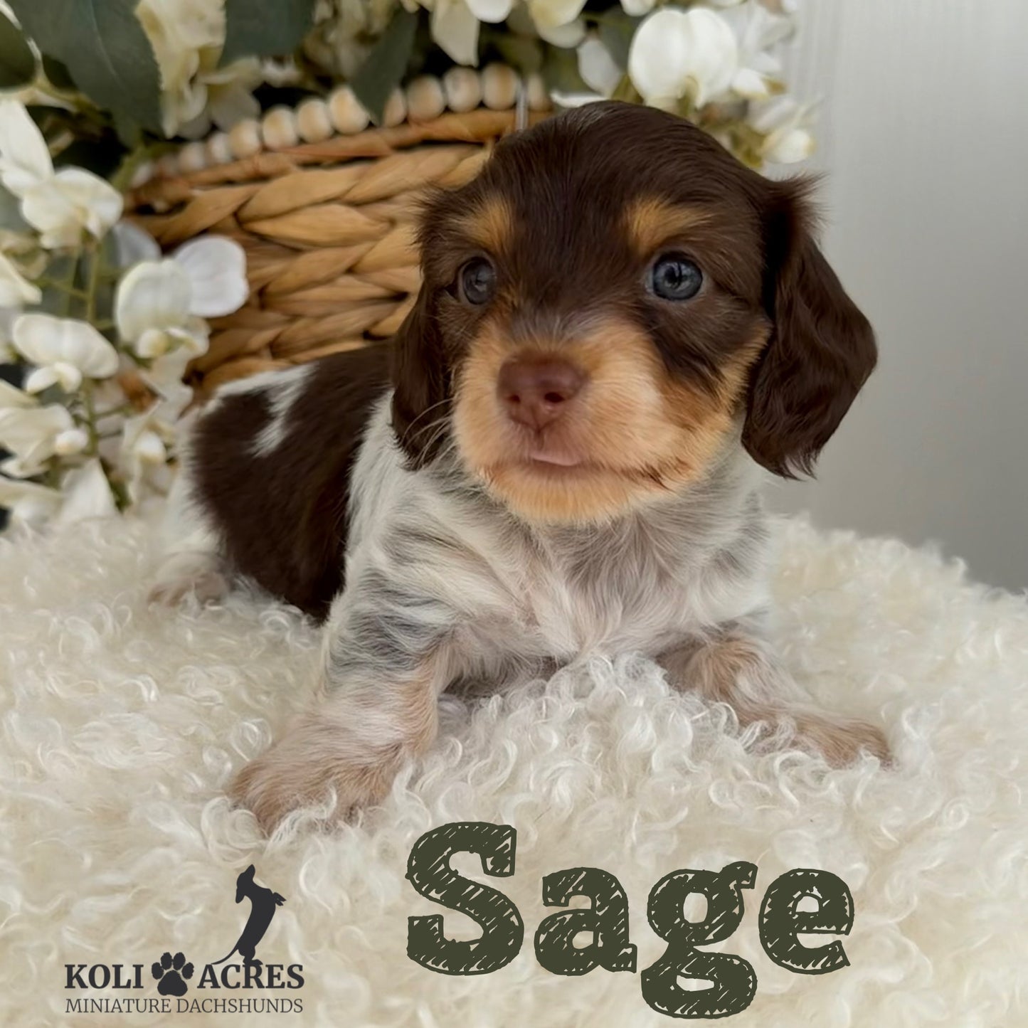 Sage - Alora x Mack (2026) | Silky