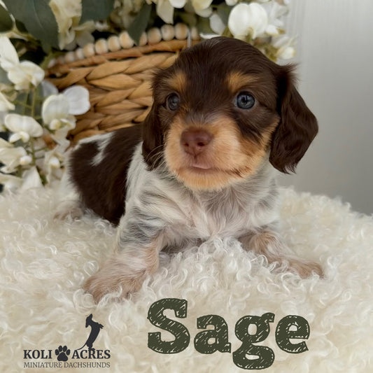 Sage - Alora x Mack (2026) | Silky