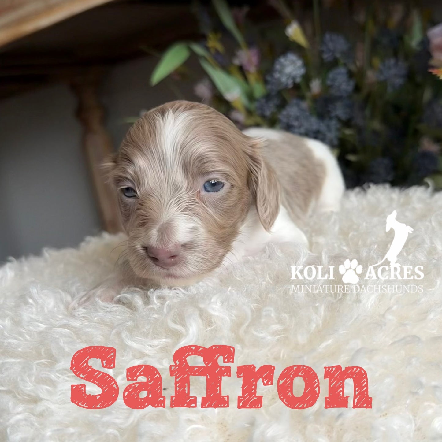 Saffron - Riley x Tucker (2026) | Longhair